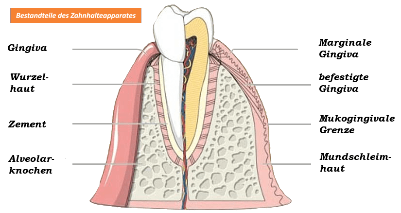 Bestandteile des Zahnhalteapparates